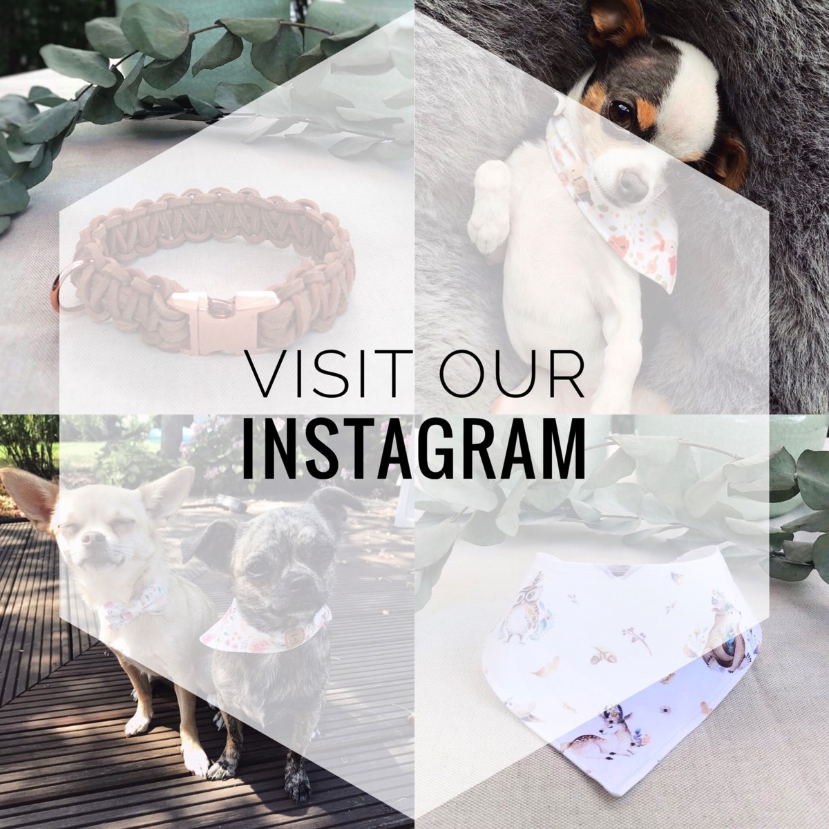 Visit our Instagram