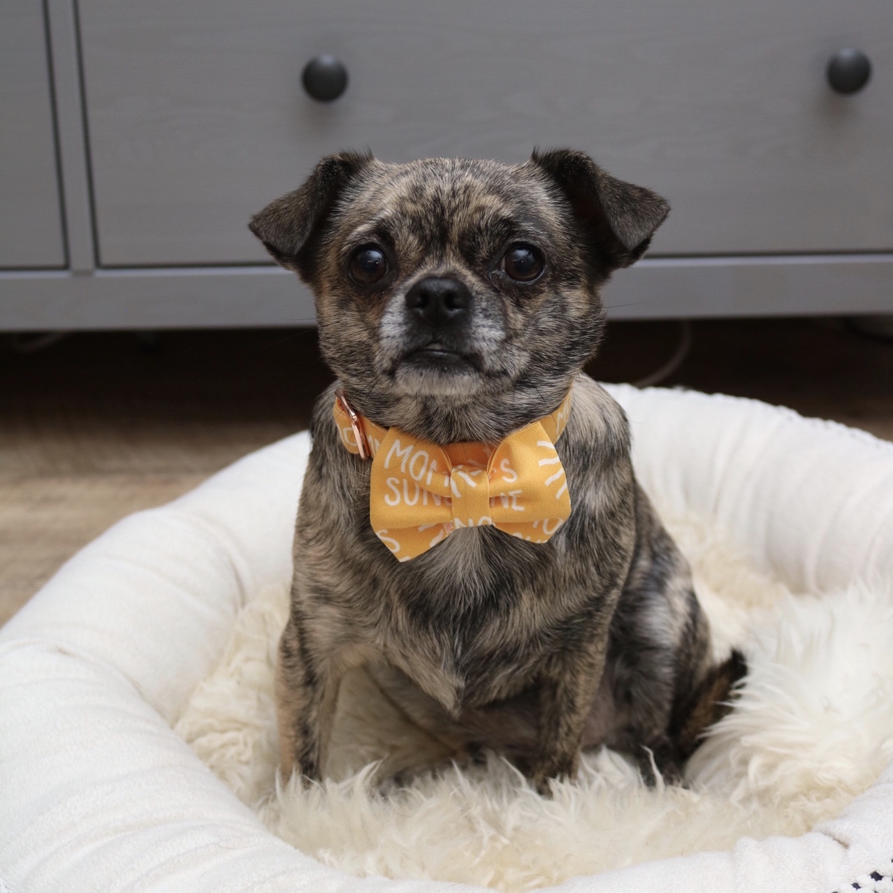 mommy\'s sunshine dog bow tie